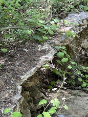 Vitis californica