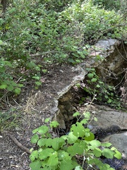 Vitis californica