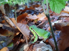Hyla arborea