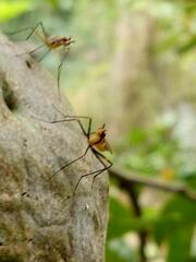 Neriidae