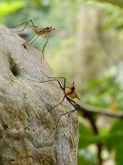 Neriidae