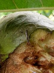 Neriidae