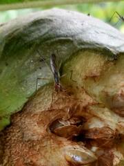 Neriidae