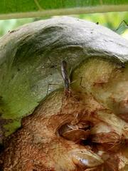 Neriidae