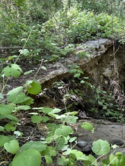 Vitis californica