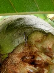 Neriidae