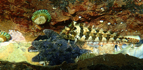 Common weedfish (Heteroclinus perspicillatus) — Clinidae — 3