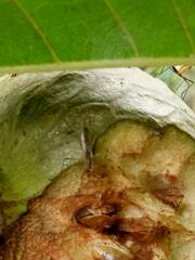 Neriidae