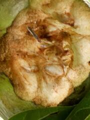 Neriidae