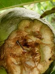 Neriidae