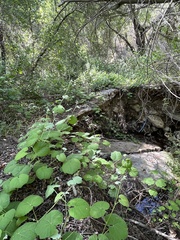 Vitis californica