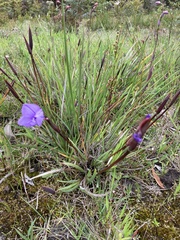 Patersonia occidentalis occidentalis