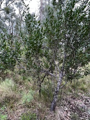 Persoonia cornifolia
