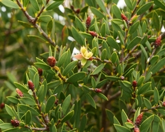 Melaleuca deanei