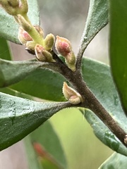 Persoonia cornifolia