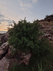 Diospyros lycioides