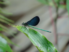 Matrona cyanoptera