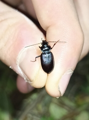 Nebria brevicollis