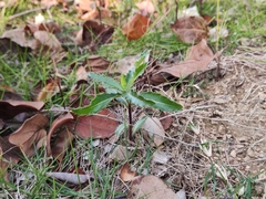 Cirsium arvense integrifolium