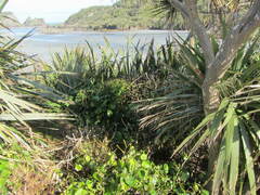 Phormium