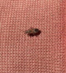 Arocatus melanocephalus