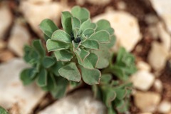 Euphorbia falcata