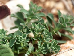 Euphorbia falcata