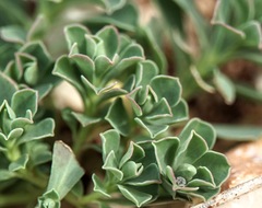 Euphorbia falcata