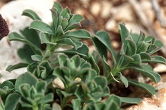 Euphorbia falcata