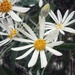 Olearia gravis - Photo (c) Melstars, some rights reserved (CC BY-NC), uploaded by Melstars
