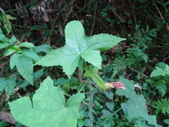 Abelmoschus moschatus