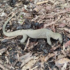 Varanus nebulosus
