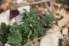 Euphorbia falcata