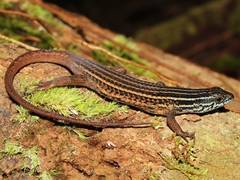 Eutropis rugifera