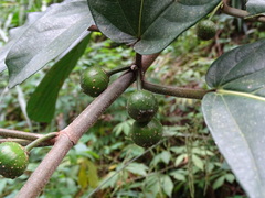 Ficus benguetensis
