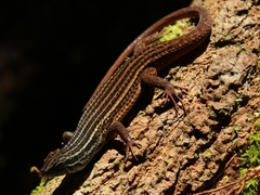 Eutropis rugifera