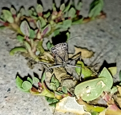 Litaneutria ocularis