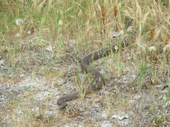 Pseudonaja affinis affinis