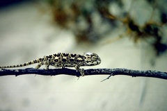 Chamaeleo chamaeleon recticrista