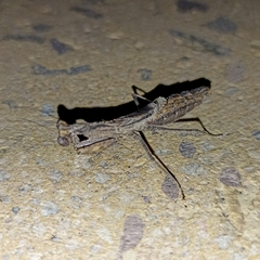 Litaneutria ocularis