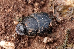 Onthophagus