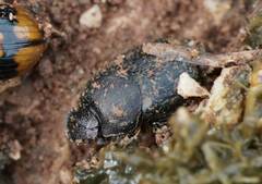 Onthophagus