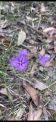Thysanotus tuberosus
