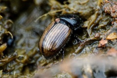 Aphodius foetidus