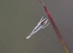 Uloborus walckenaerius