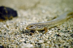 Chalcides ocellatus