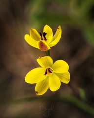 Thelymitra antennifera