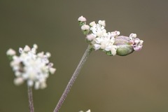 Seseli tommasinii