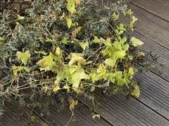 Zehneria japonica