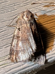 Agnorisma badinodis
